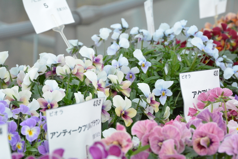 f:id:nanigashi-yakko:20210331221312j:plain