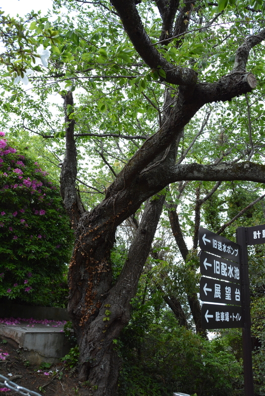 f:id:nanigashi-yakko:20210501212028j:plain