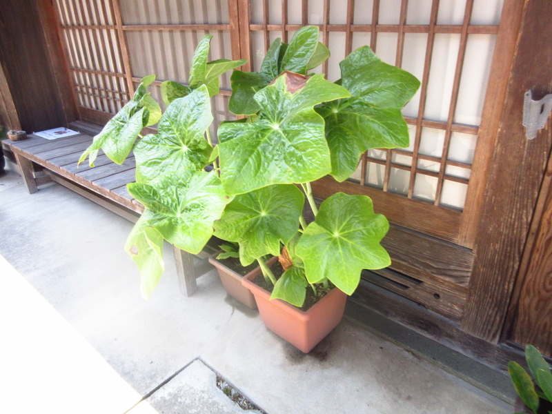 f:id:nanigashi-yakko:20210920115602j:plain