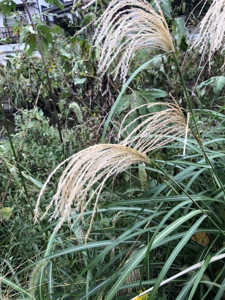 f:id:nanigenaiblog:20181011120815j:plain
