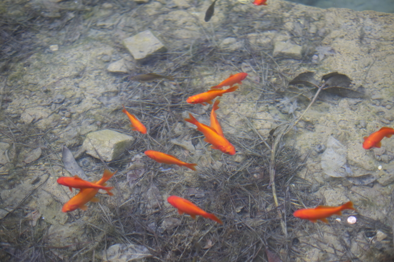 f:id:nanitai:20120322121955j:image