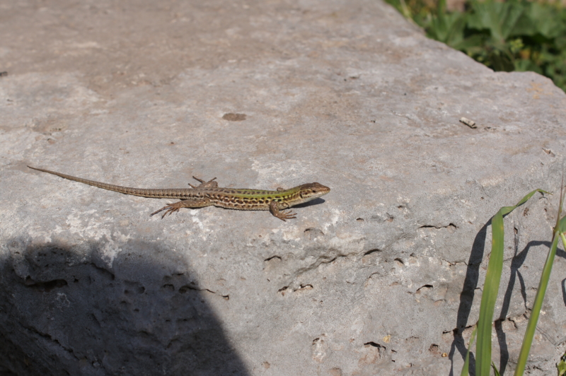 f:id:nanitai:20120322123212j:image