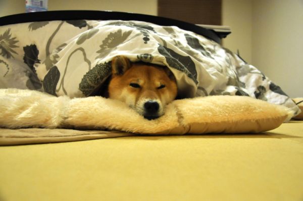 f:id:naniuji:20170306004249j:image:w180:left