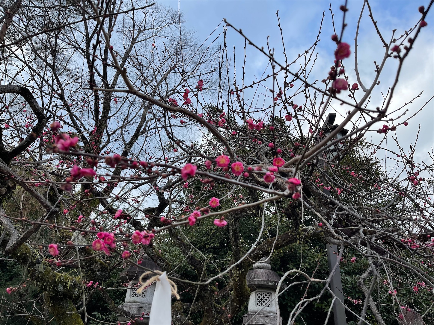 f:id:naniwatikatu:20210116145201j:image