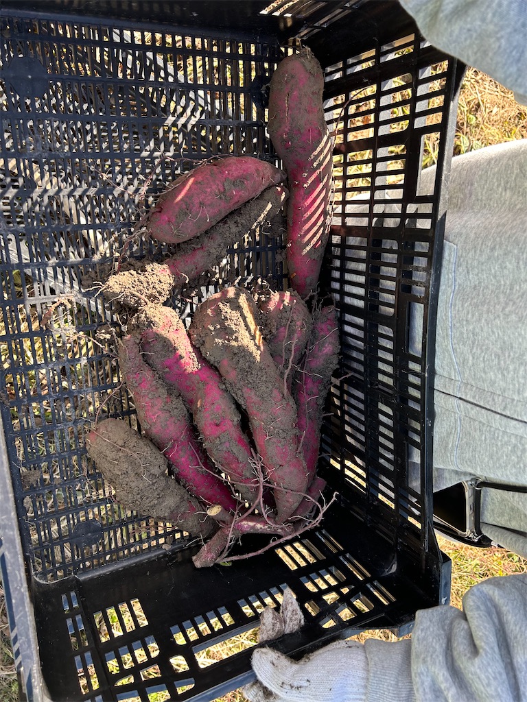 f:id:naniwatikatu:20231125174127j:image