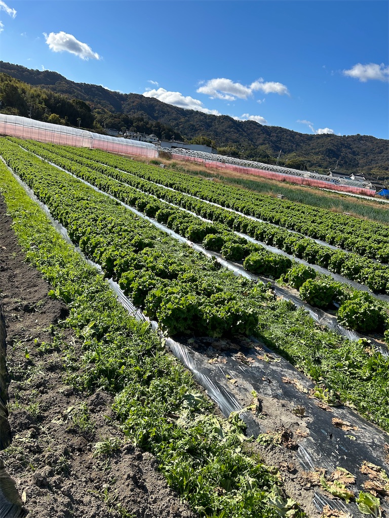 f:id:naniwatikatu:20231125174204j:image