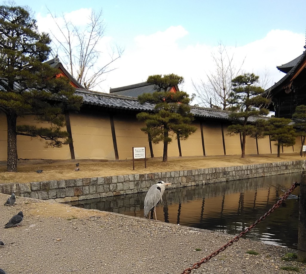 f:id:nankai:20190109141503j:image:w400:left f:id:nankai:20190109141503j:image:w400:left