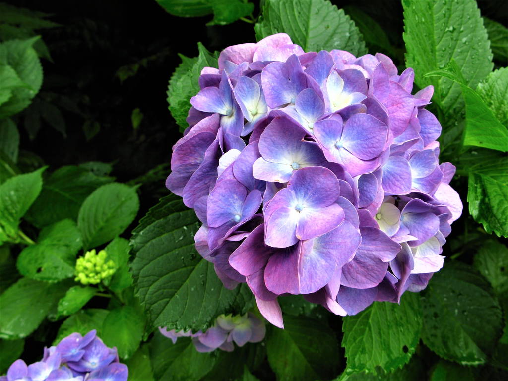 f:id:nankonyan:20100621115335j:plain