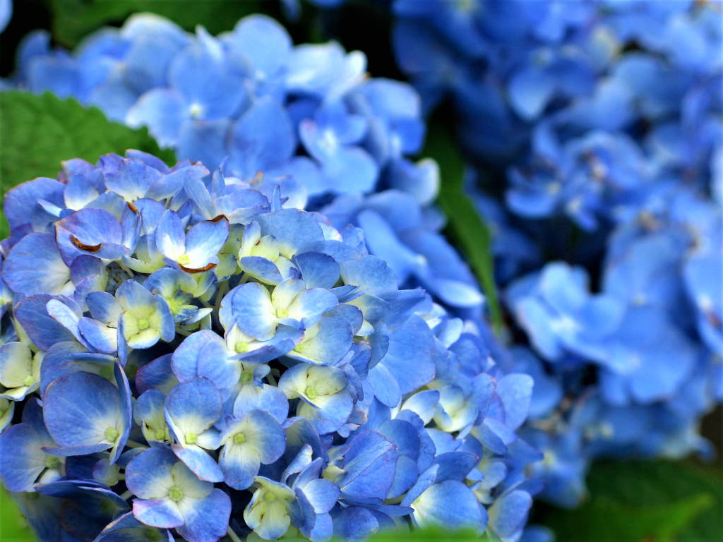 f:id:nankonyan:20200630130323j:plain f:id:nankonyan:20200630130323j:plain