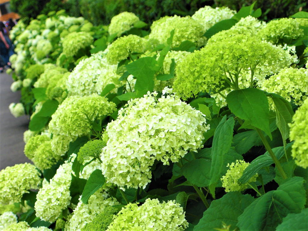 f:id:nankonyan:20200630130334j:plain f:id:nankonyan:20200630130334j:plain
