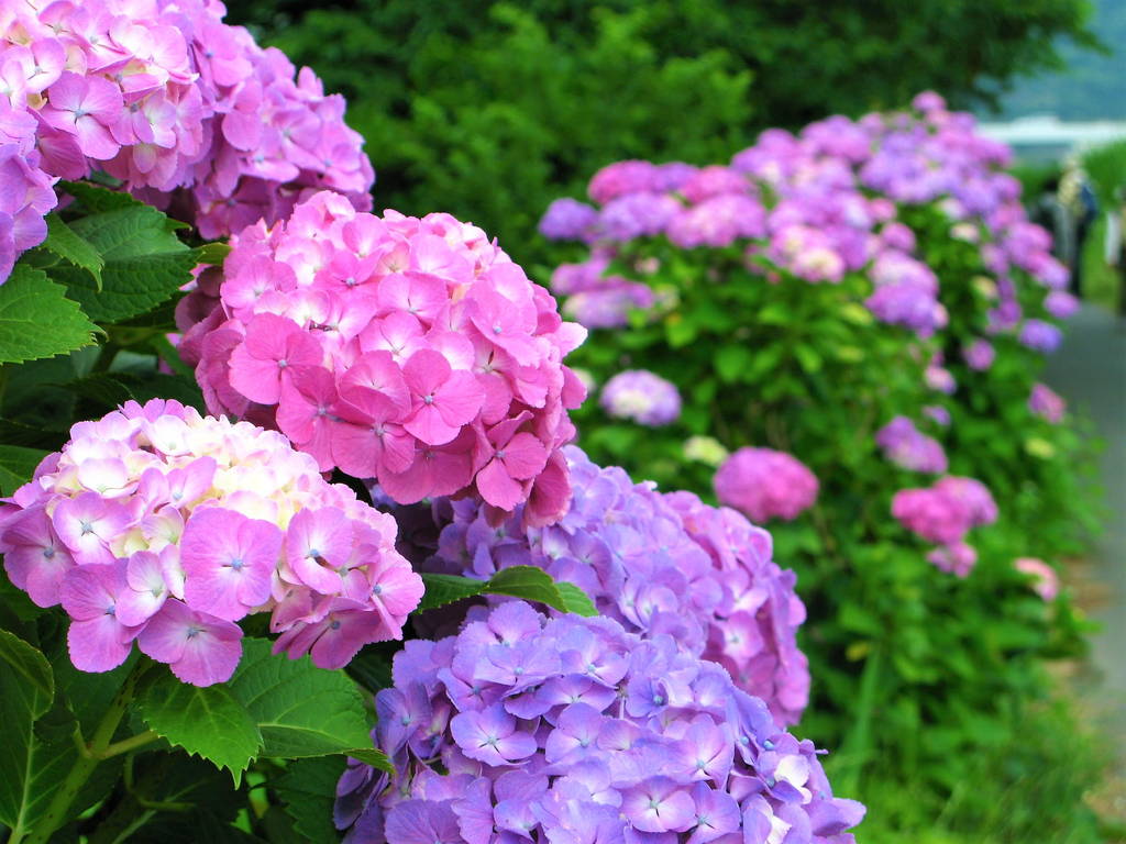 f:id:nankonyan:20200630130422j:plain f:id:nankonyan:20200630130422j:plain