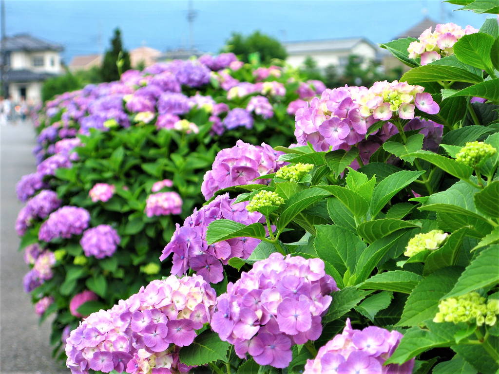 f:id:nankonyan:20200630130434j:plain f:id:nankonyan:20200630130434j:plain