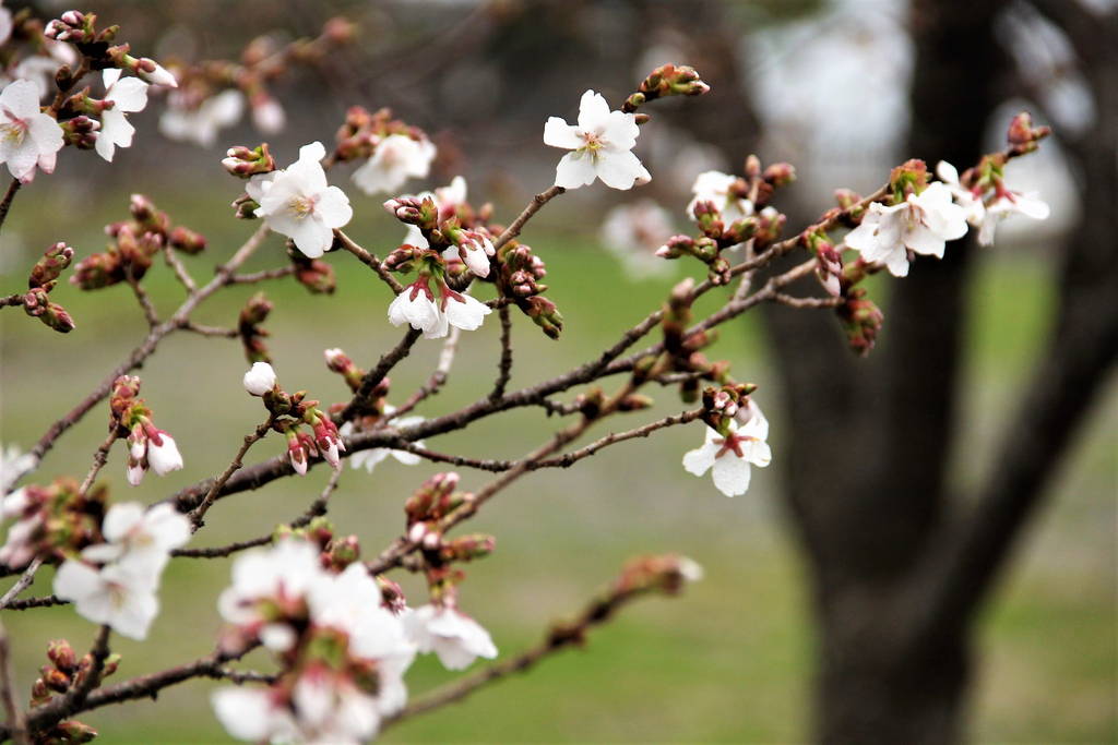 f:id:nankonyan:20200722190613j:plain f:id:nankonyan:20200722190613j:plain