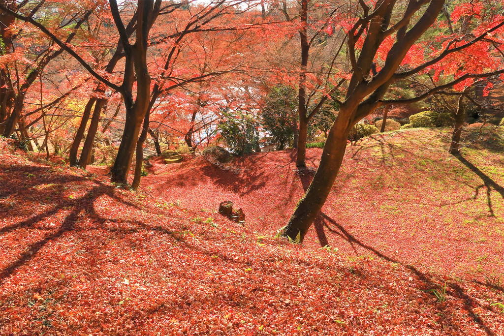 f:id:nankonyan:20201124112836j:plain