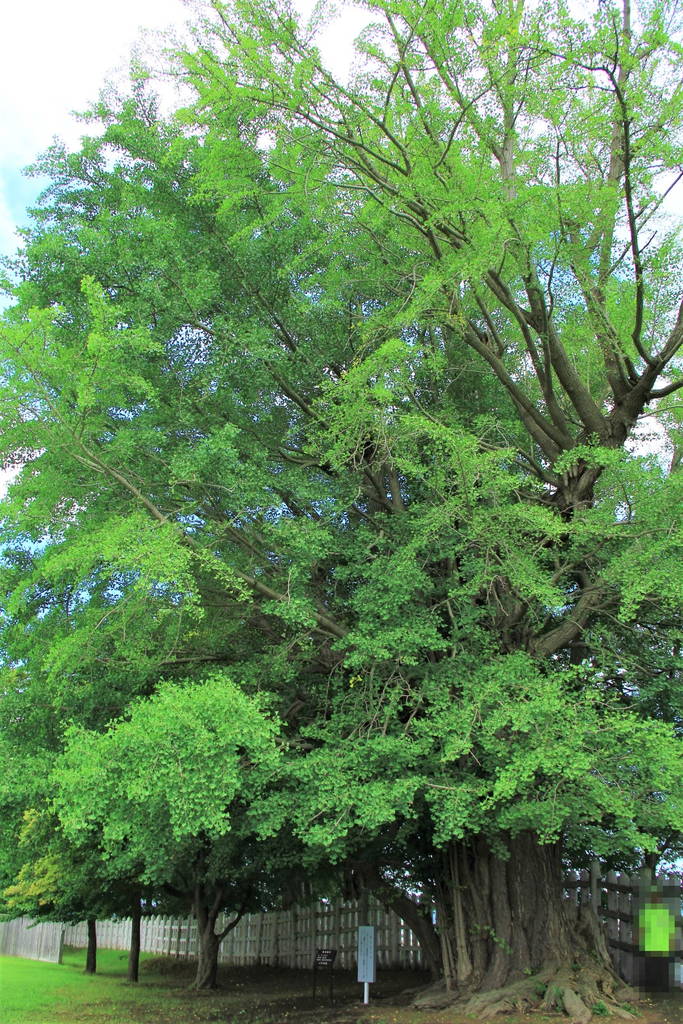 f:id:nankonyan:20210524125230j:plain