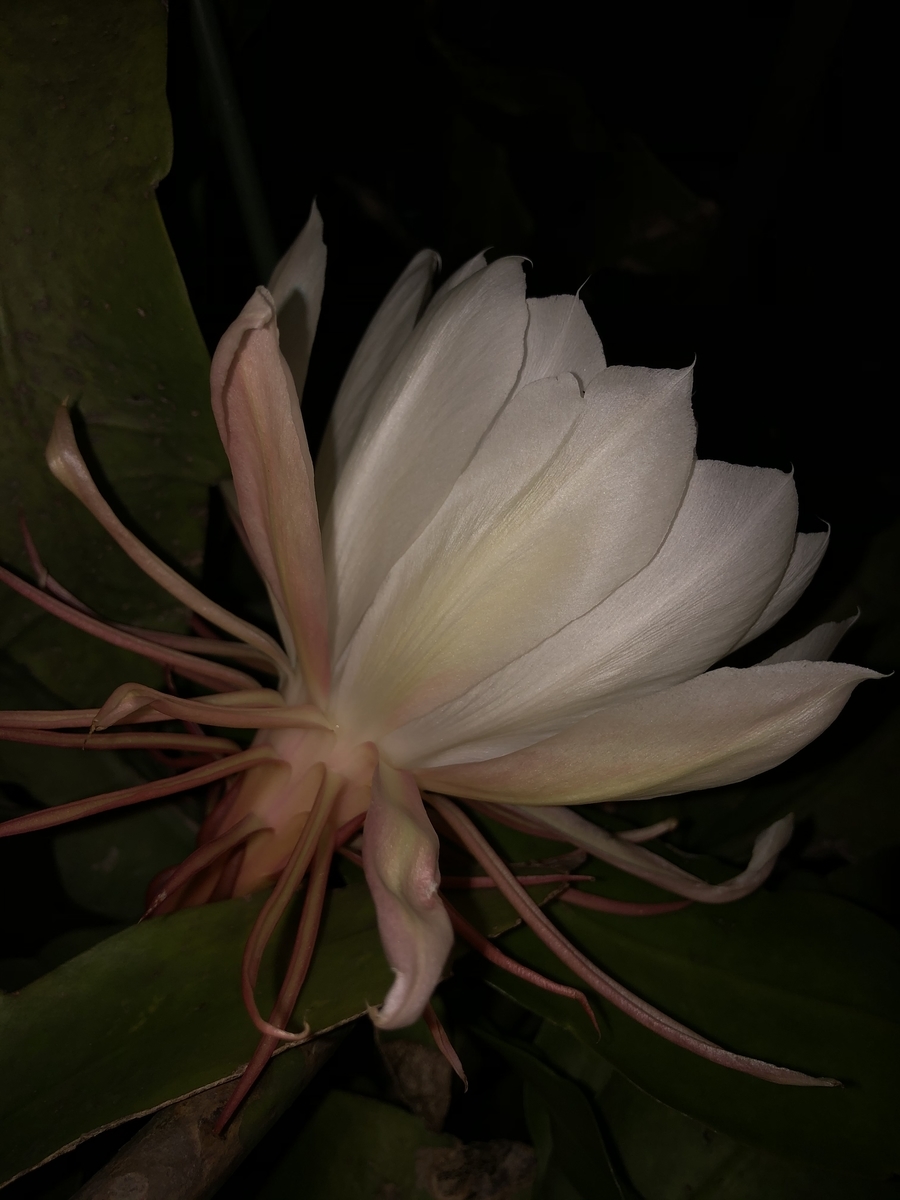 f:id:nanndemotanoshimo:20200711221845j:plain f:id:nanndemotanoshimo:20200711221845j:plain
