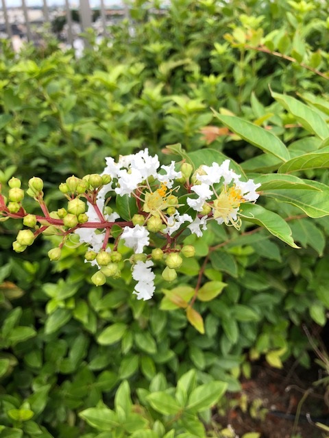 f:id:nanndemotanoshimo:20200906133221j:plain f:id:nanndemotanoshimo:20200906133221j:plain