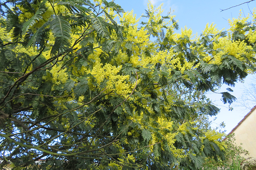 f:id:nano_suimenka:20200205225151j:plain f:id:nano_suimenka:20200205225151j:plain