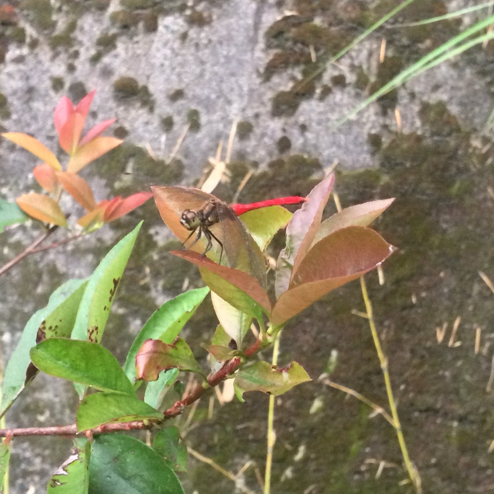 f:id:nanohana-chan:20161004134038j:image:w450 f:id:nanohana-chan:20161004134038j:image:w450