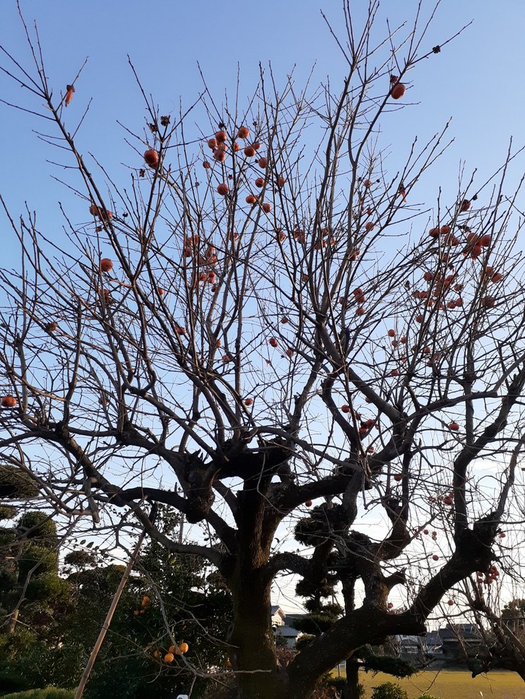 f:id:nanohana-sumai:20191205171414j:plain f:id:nanohana-sumai:20191205171414j:plain