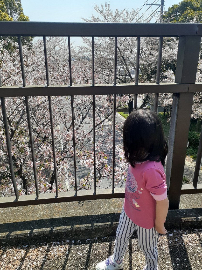 f:id:nanohana-sumai:20200413142833j:plain