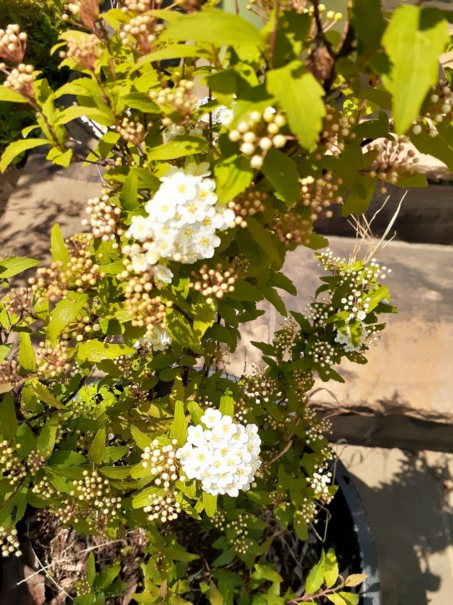 f:id:nanohana-sumai:20200425164847j:plain f:id:nanohana-sumai:20200425164847j:plain