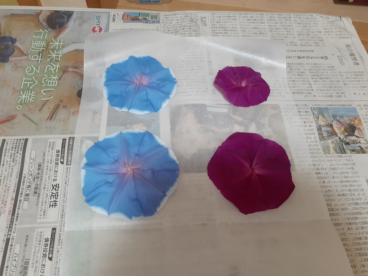 朝顔　昔の押し花の記録ノートです ポストカード 変化朝顔の押し花 - 国立歴史民俗博物館