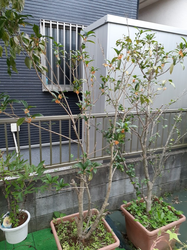 f:id:nanohana-sumai:20210920091403j:plain