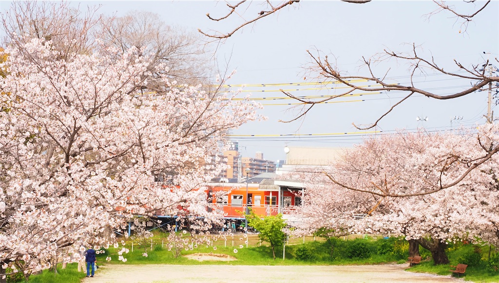 石手川沿いに咲く桜 松山なの花店主のブログ季節の風を感じて