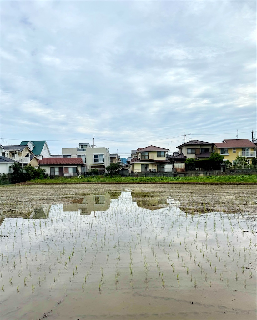 f:id:nanohana2000:20250618090043j:image