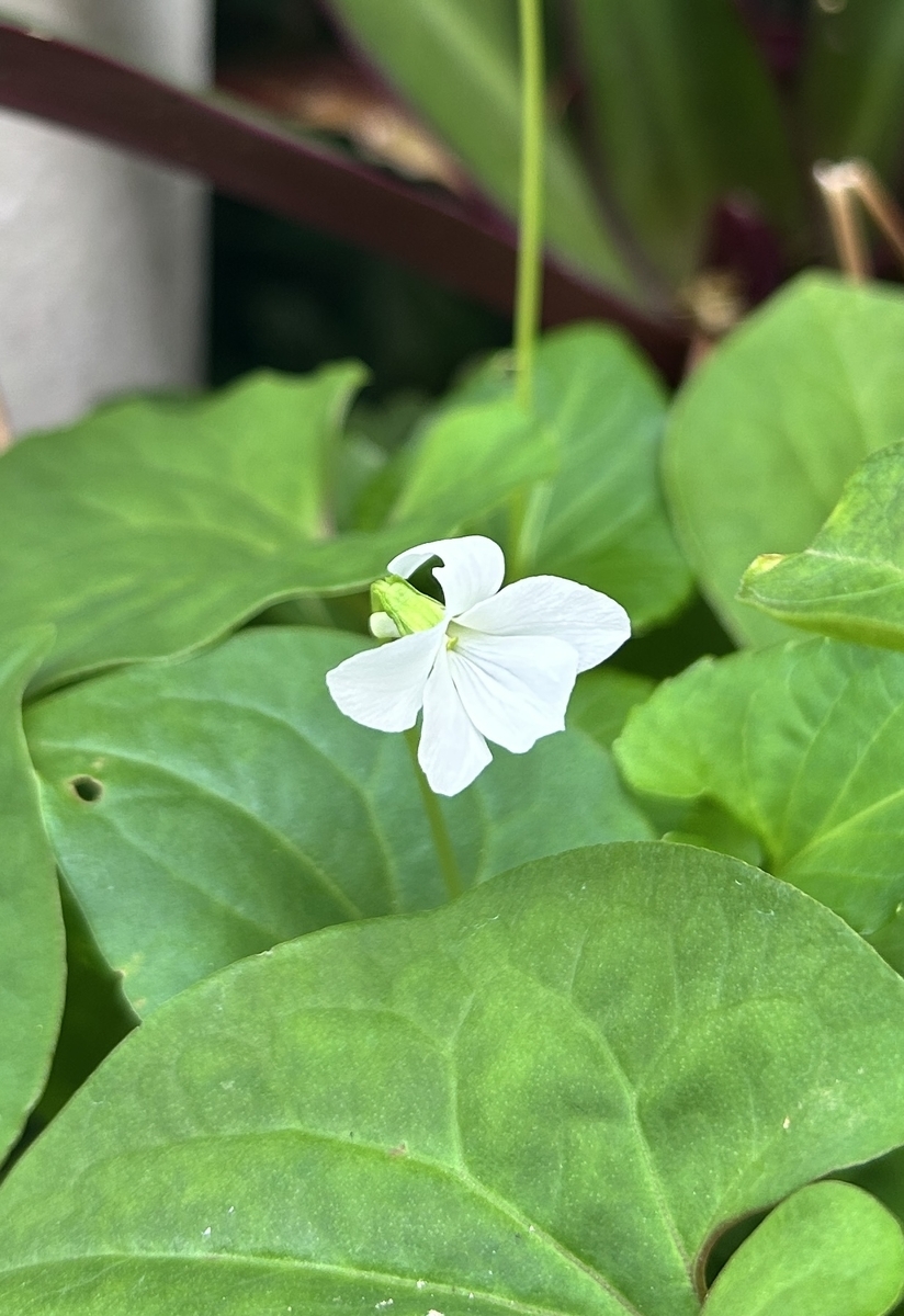 白いすみれは可憐です。 - Nanohana Lab「菜の花らぼ」のうちなーむん