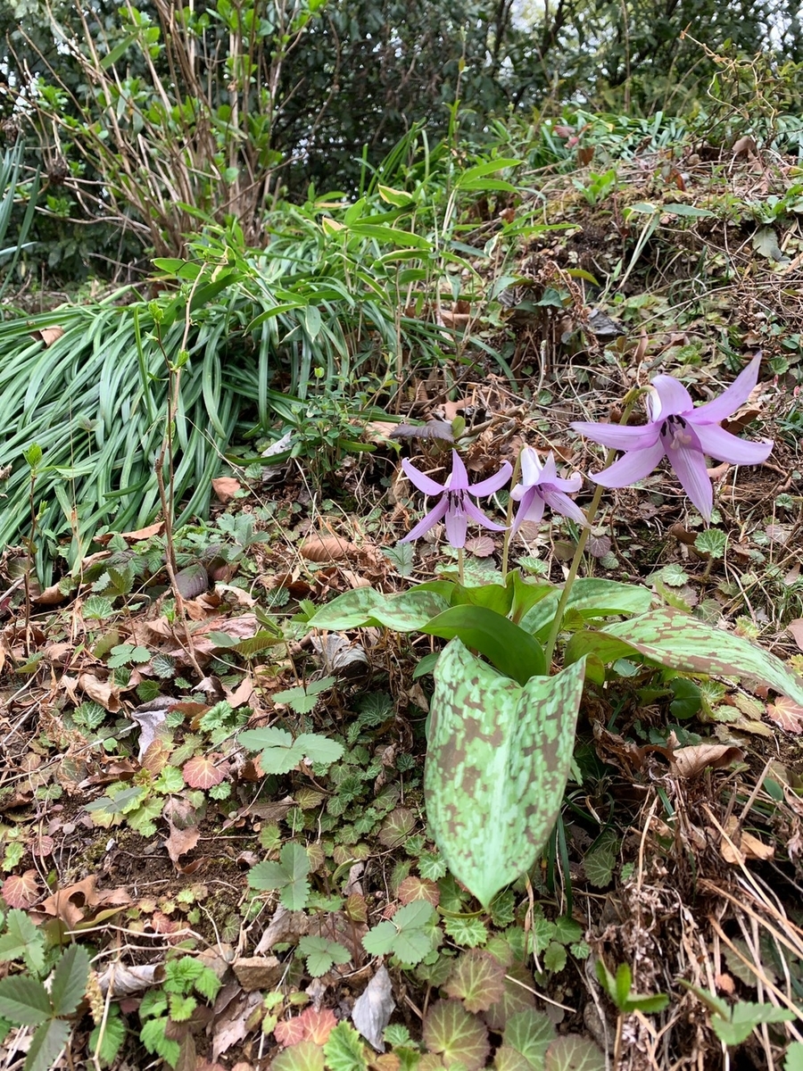 f:id:nanohanaw:20190408230252j:plain