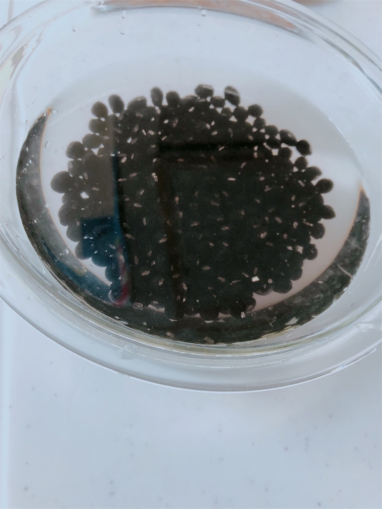 f:id:nanomii:20190722214511j:image f:id:nanomii:20190722214511j:image