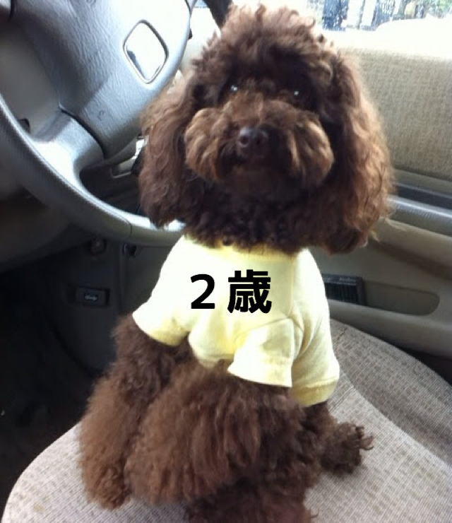 f:id:nanoooo:20180203111657j:plain f:id:nanoooo:20180203111657j:plain