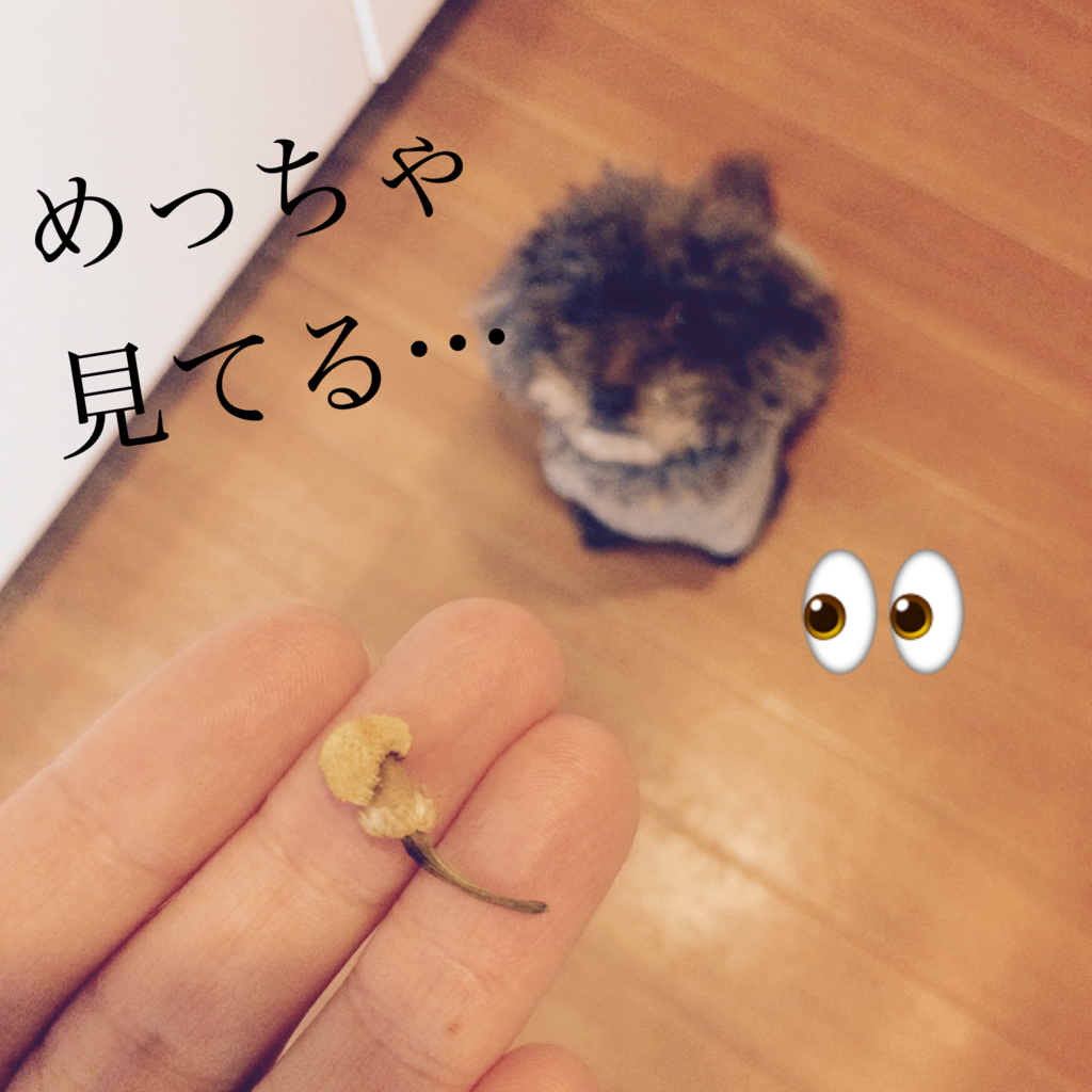 f:id:nanoooo:20180208204826p:plain f:id:nanoooo:20180208204826p:plain