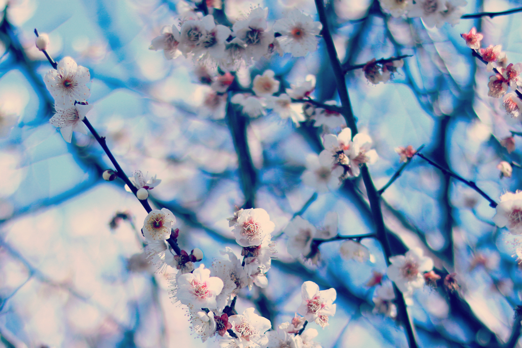f:id:nanoooo:20180308092336j:plain f:id:nanoooo:20180308092336j:plain