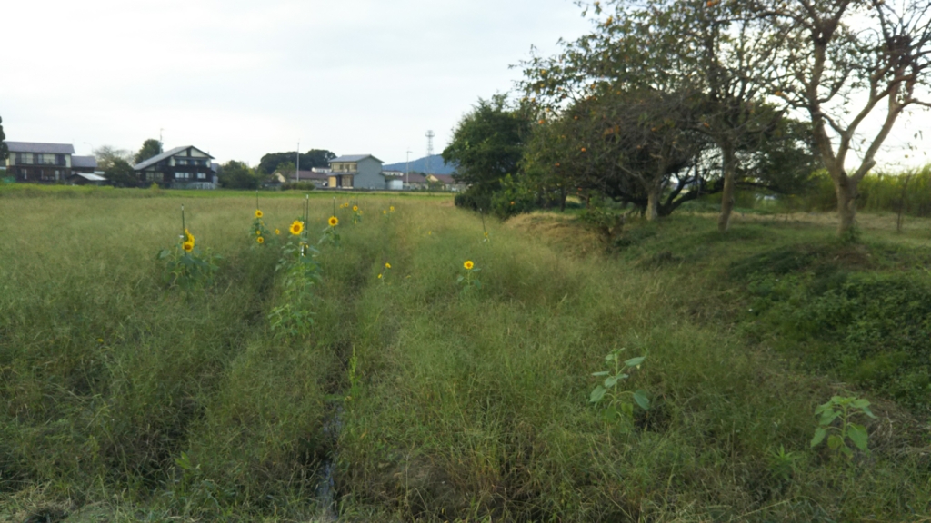 f:id:nanowari:20161007191017j:plain