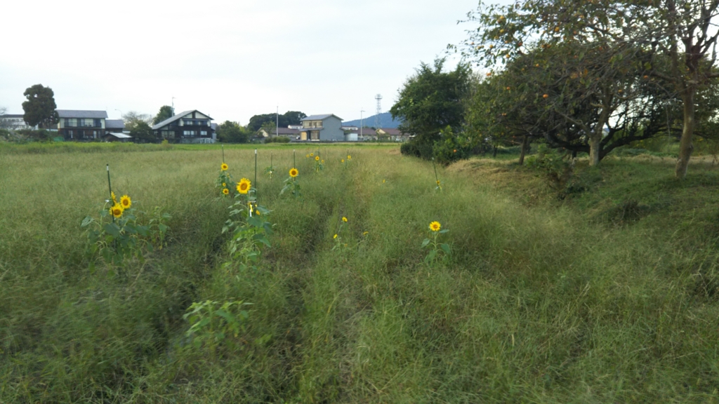 f:id:nanowari:20161007191117j:plain