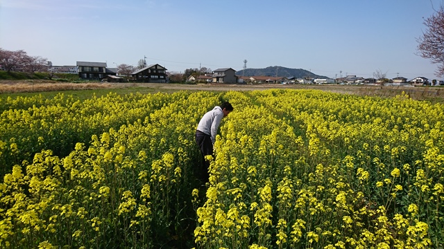 f:id:nanowari:20190408094712j:plain