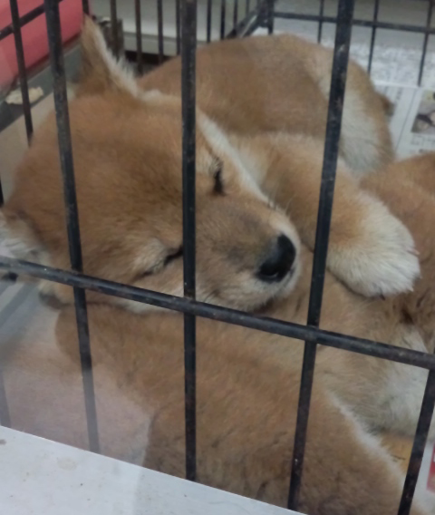 f:id:nanpoo803:20170211191402j:plain f:id:nanpoo803:20170211191402j:plain