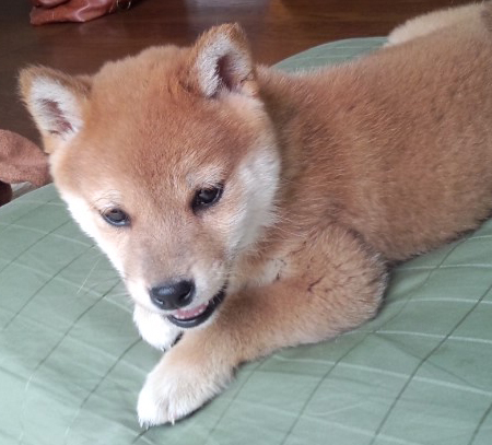 f:id:nanpoo803:20170211191403j:plain f:id:nanpoo803:20170211191403j:plain