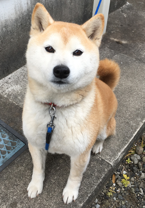 f:id:nanpoo803:20170211191404j:plain f:id:nanpoo803:20170211191404j:plain