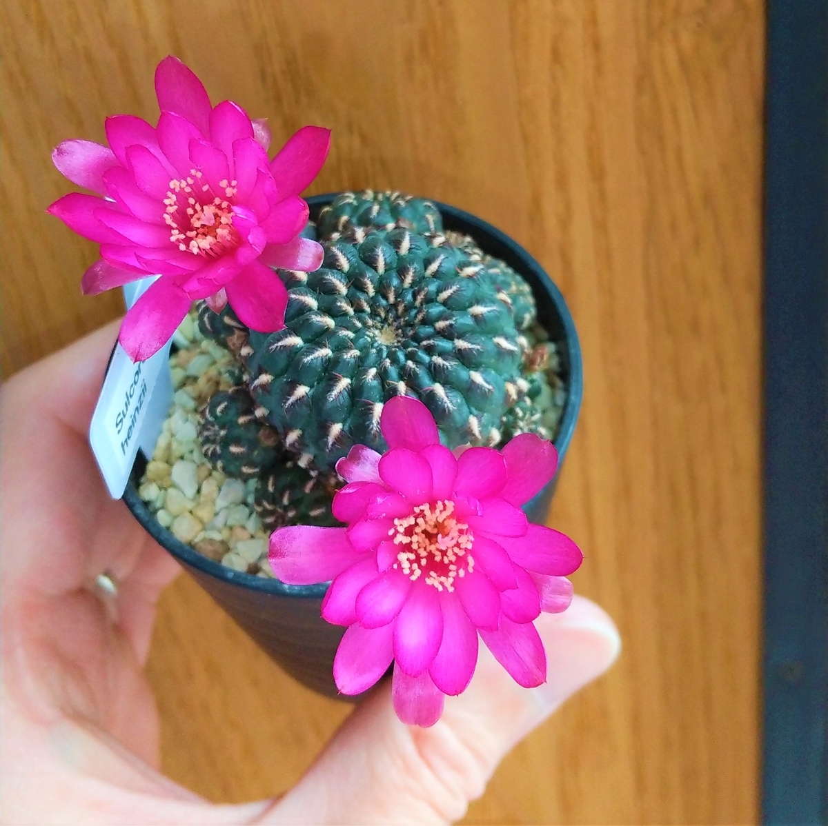 春は花が咲くのでいいですねー | サボテン・多肉・塊根植物