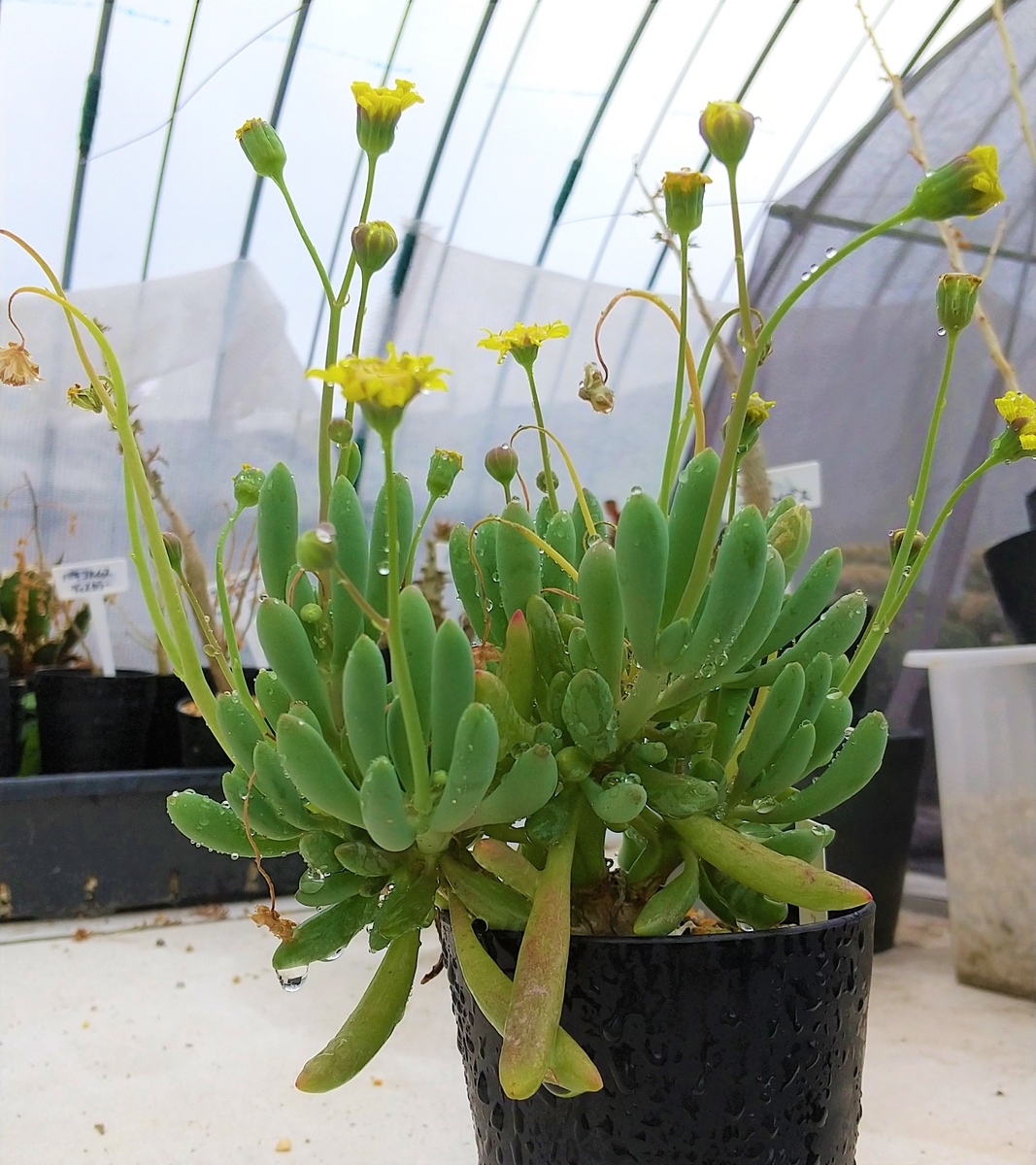 春は花が咲くのでいいですねー | サボテン・多肉・塊根植物