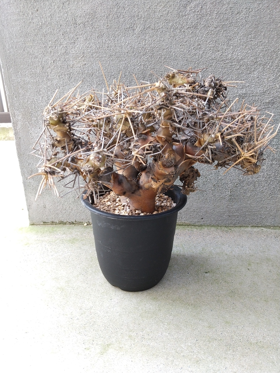 発根マスターへの道 5つの重要なこと】Othonna euphorbioides 黒