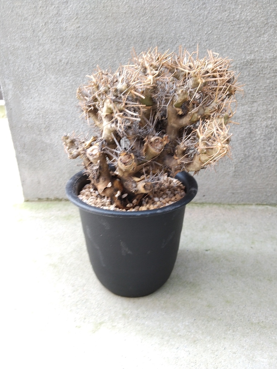 f:id:nanson0911:20210913230005j:plain