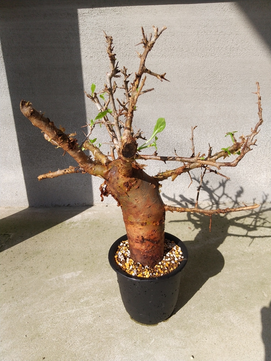 Commiphora_monstruosa③発根済コミフォラ モンストローサ(検 Commiphora_monstruosa③発根済コミフォラ モンストローサ(検