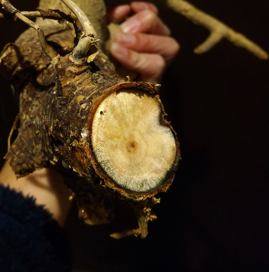 発根マスターへの道 5つの重要なこと】Commiphora drakebrockmanii