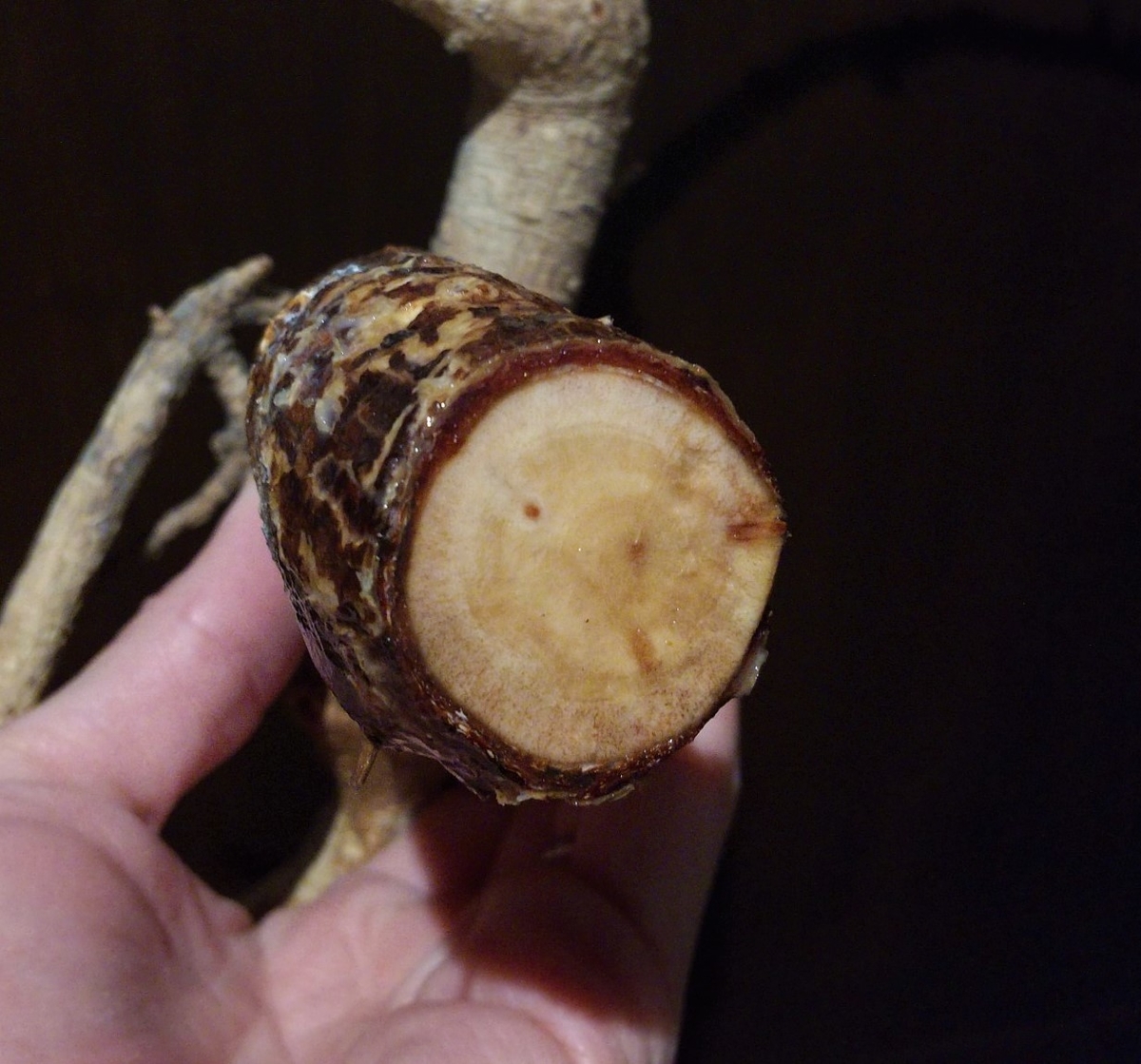 発根マスターへの道 5つの重要なこと】Commiphora drakebrockmanii