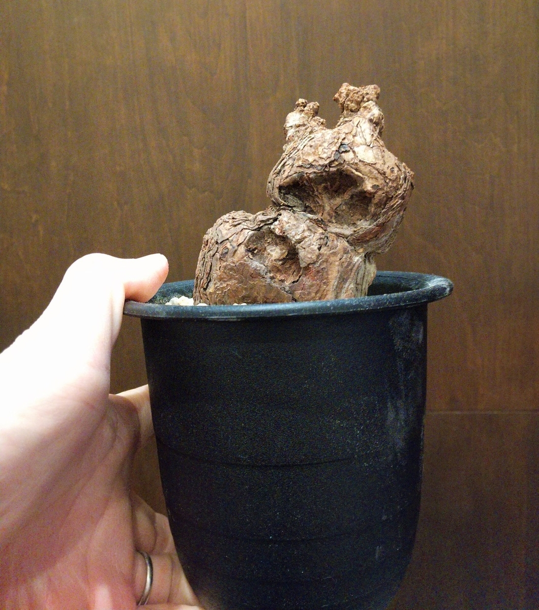 Pelargonium triste ペラルゴニウム トリステ発根管理を始めました